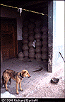 stacks of pottery drying in a room in a house (dog in foreground)
